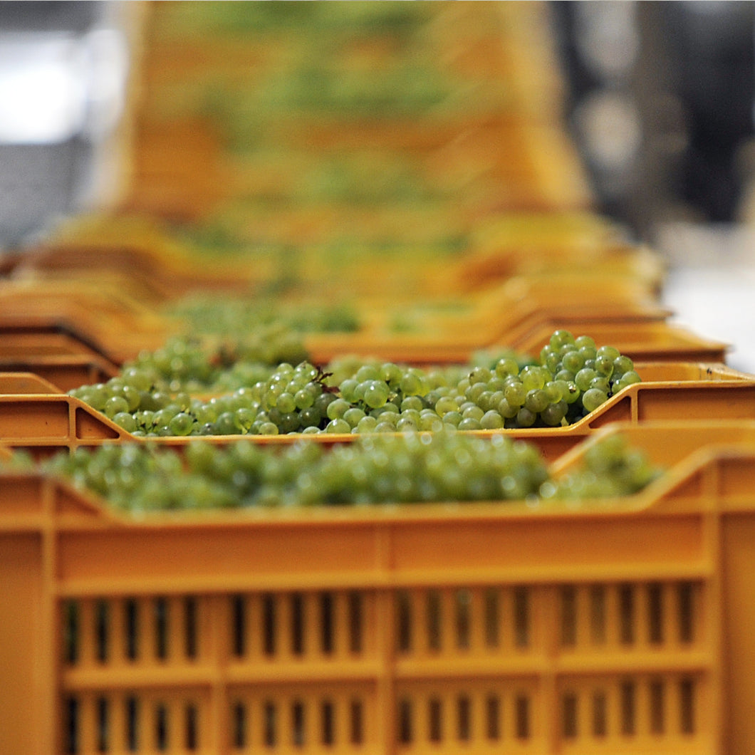 The White Wine Dispatch